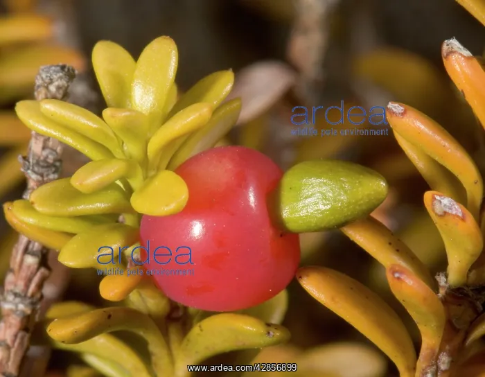 : Snow totara in fruit'. A dwarf podocarp (primitive : Snow totara in fruit'. A dwarf podocarp (primitive