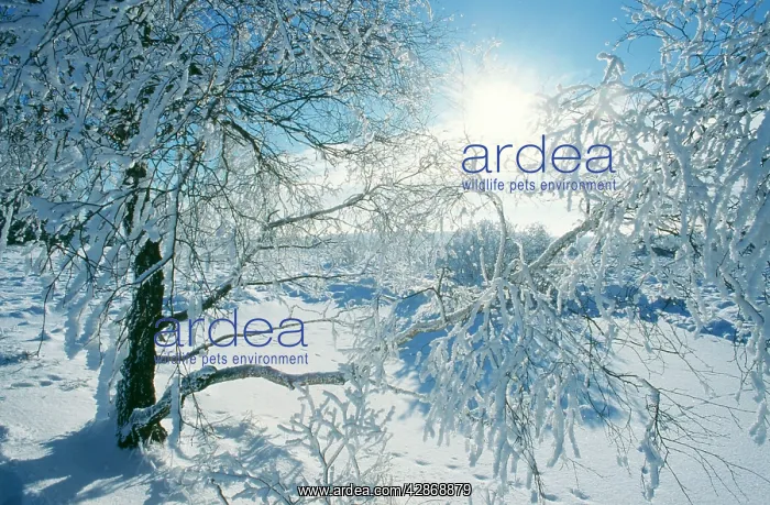 : SNOW - on Tree : SNOW - on Tree