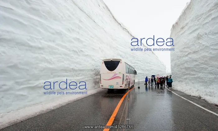 : Snow Wall Walk, high snow wall on a road with bus : Snow Wall Walk, high snow wall on a road with bus
