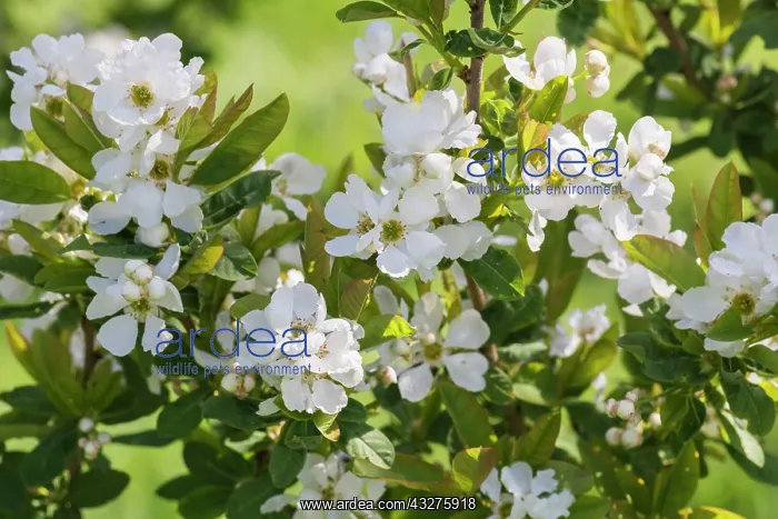 : Snow White Tree, Exochorda serratifolia, White subject : Snow White Tree, Exochorda serratifolia, White subject