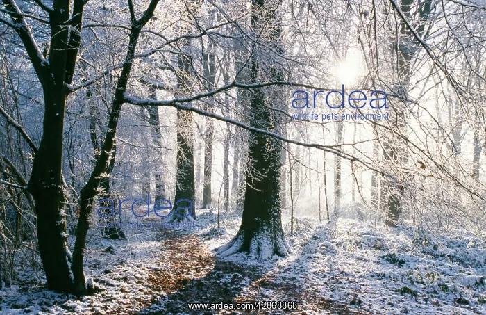 : SNOW - in Woodland : SNOW - in Woodland