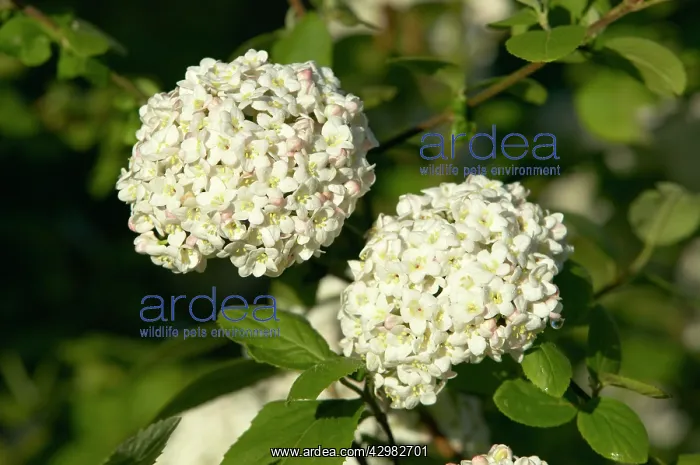  : Snowball Bush