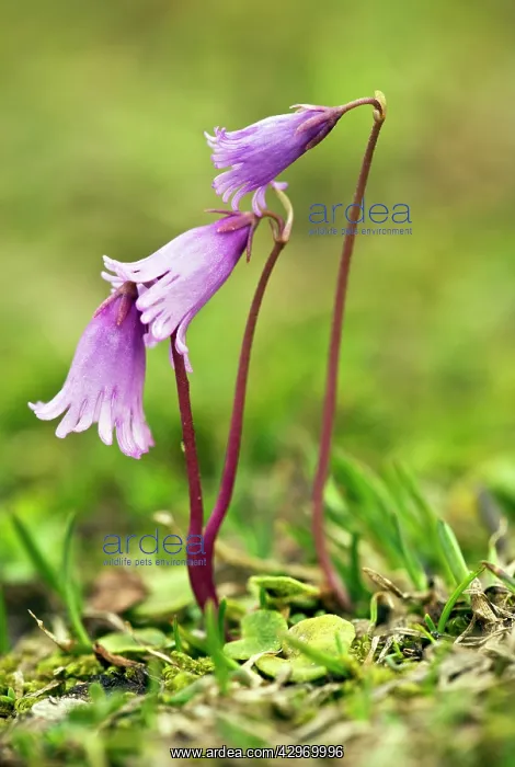 : Least Snowbell - in limestone turf : Least Snowbell - in limestone turf