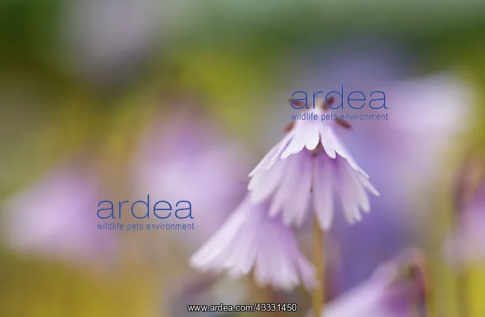  : Snowbell, Soldanella Sudden Spring, Mauve subject