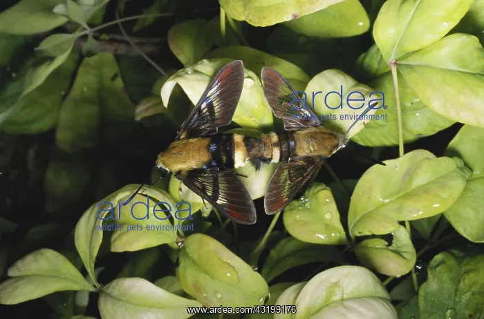 : Snowberry Clearwing Moths : Snowberry Clearwing Moths