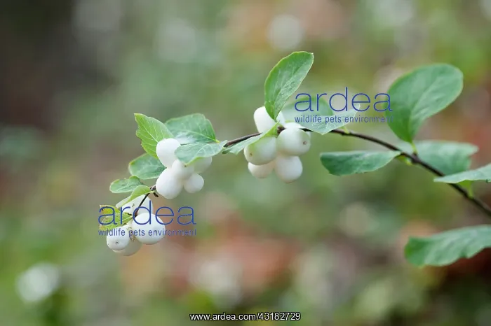 : Snowberry, Gaultheria hispida, Twig with leaves : Snowberry, Gaultheria hispida, Twig with leaves