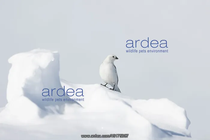 : Snowbunting male : Snowbunting male