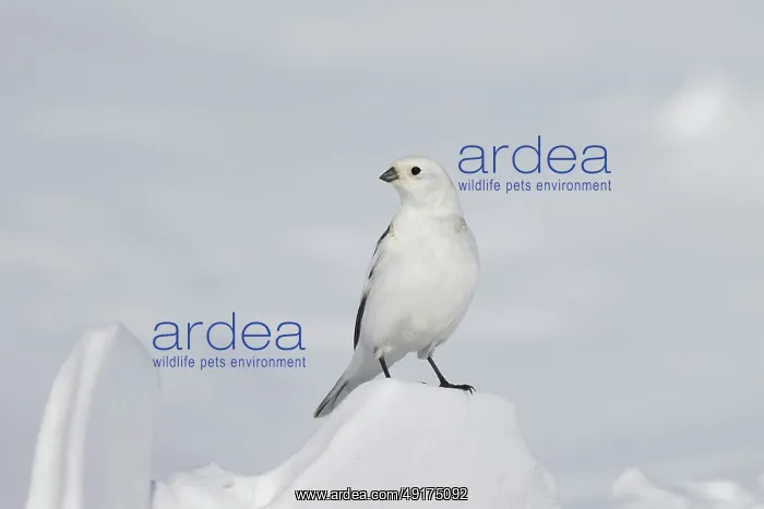 : Snowbunting male : Snowbunting male