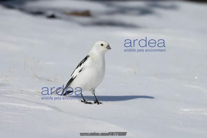 : Snowbunting male : Snowbunting male