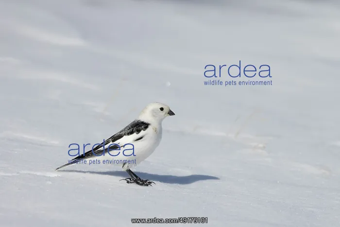 : Snowbunting male : Snowbunting male