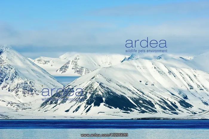 : Snowcapped peaks Woodfjord Svalbard Archipelago : Snowcapped peaks Woodfjord Svalbard Archipelago