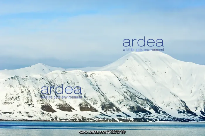 : Snowcapped peaks Woodfjord Svalbard Archipelago : Snowcapped peaks Woodfjord Svalbard Archipelago