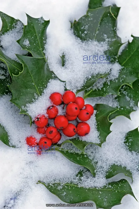 : Snowcovered and frozen Holly branch with red berries : Snowcovered and frozen Holly branch with red berries