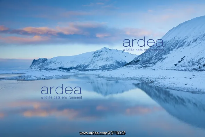 : Snowcovered mountains at Gimsoystraumen - Lofoten - Norway : Snowcovered mountains at Gimsoystraumen - Lofoten - Norway