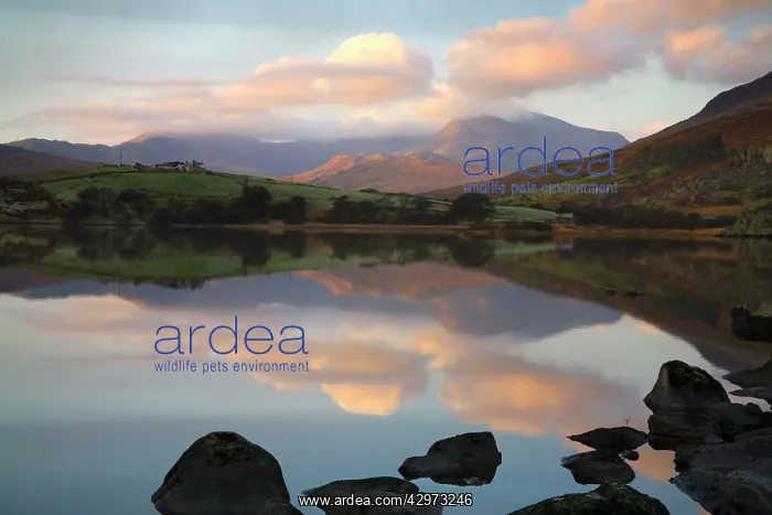 : Snowdon at first light with a layer of cloud with : Snowdon at first light with a layer of cloud with