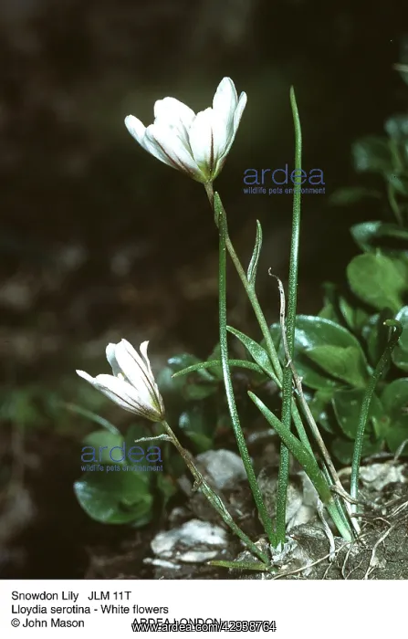 : SNOWDON LILY : SNOWDON LILY