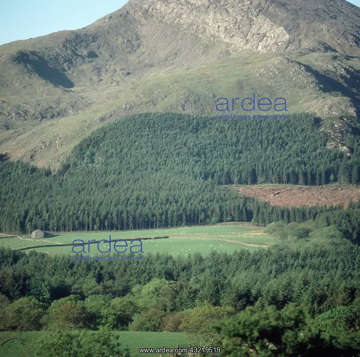 : Snowdonia Landscape, Wales : Snowdonia Landscape, Wales