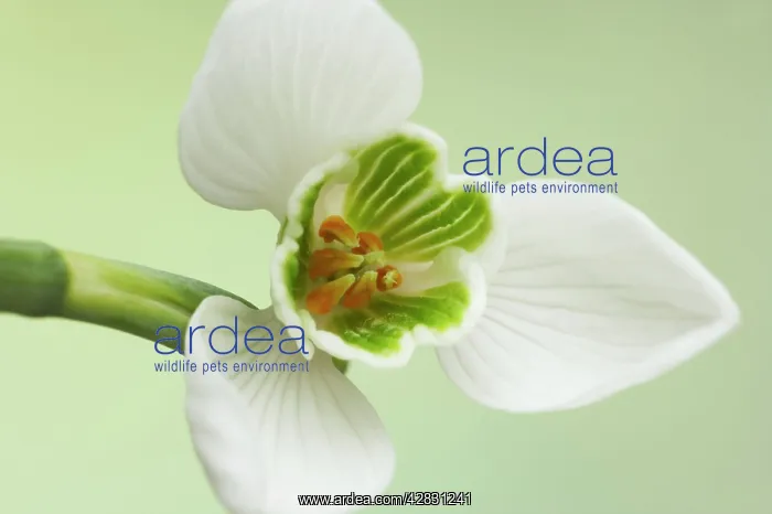 : Snowdrop (Galanthus nivalis). Garden, Essex, UK : Snowdrop (Galanthus nivalis). Garden, Essex, UK