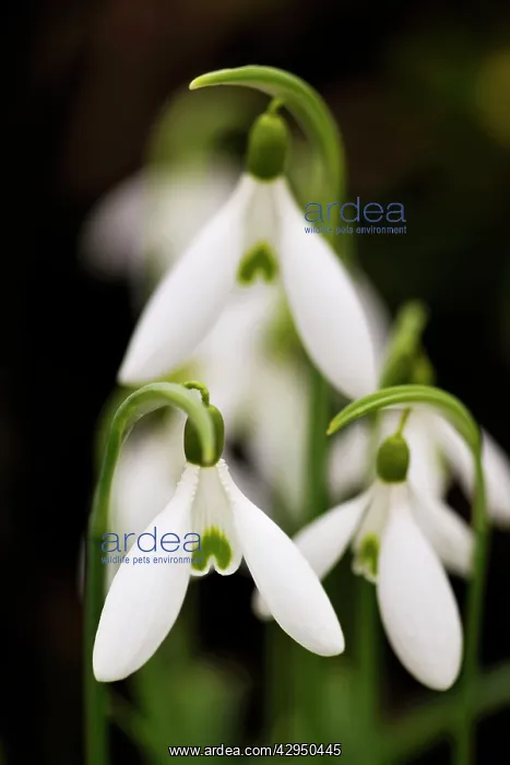  : Snowdrop (Galanthus atkinsii)