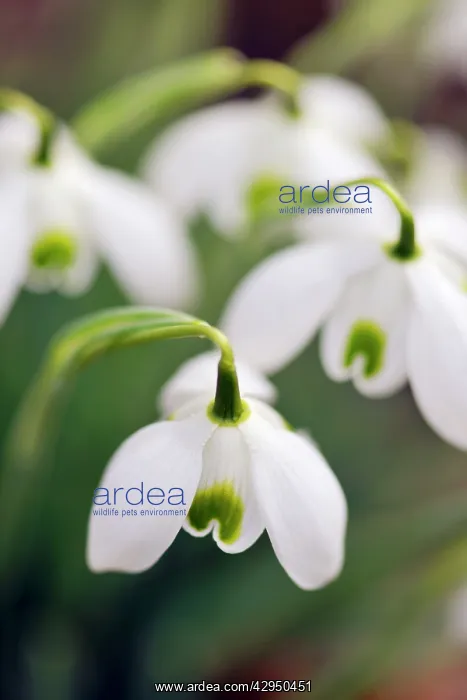  : Snowdrop (Galanthus Straffan)
