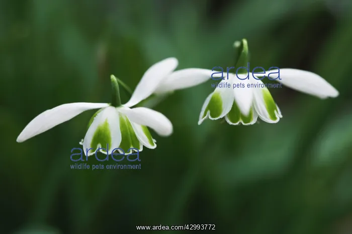 : Snowdrop, Galanthus greatorex Double Canon : Snowdrop, Galanthus greatorex Double Canon