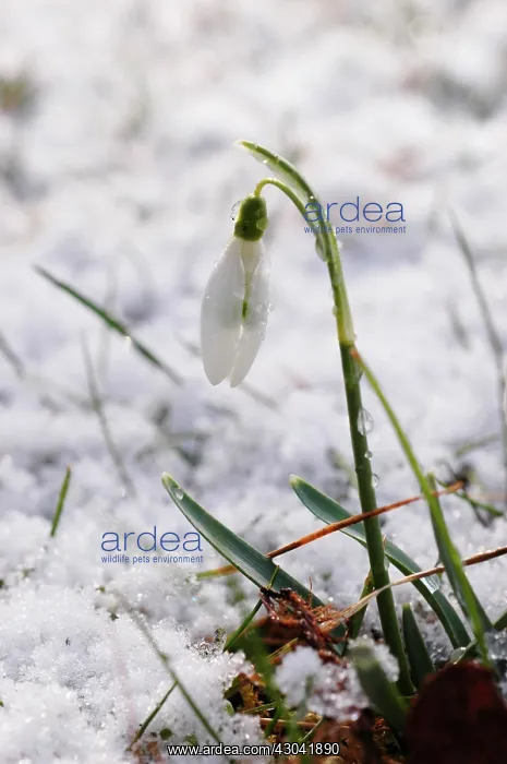 : Snowdrop, Galanthus : Snowdrop, Galanthus