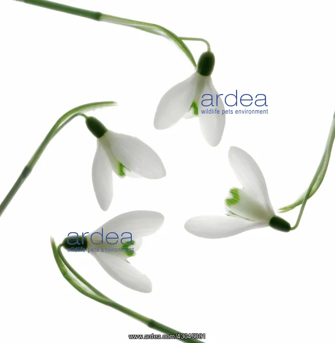 : Snowdrop, Galanthus : Snowdrop, Galanthus