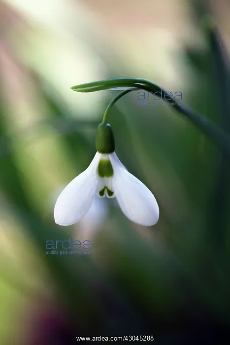 : Snowdrop, Galanthus nivalis : Snowdrop, Galanthus nivalis