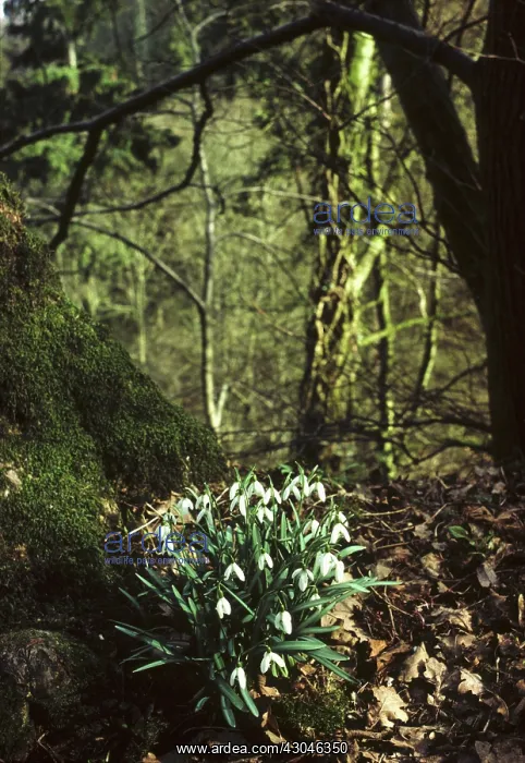 : Snowdrop, Galanthus nivalis : Snowdrop, Galanthus nivalis
