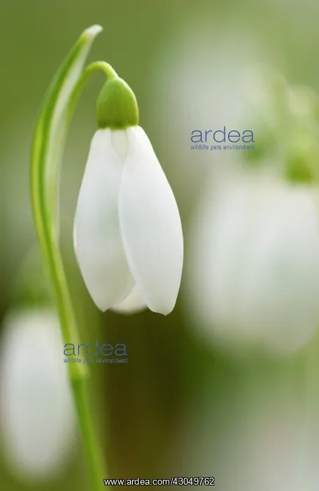 : Snowdrop, Galanthus : Snowdrop, Galanthus
