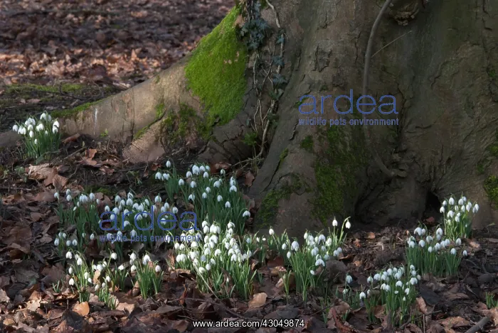 : Snowdrop, Galanthus nivalis : Snowdrop, Galanthus nivalis