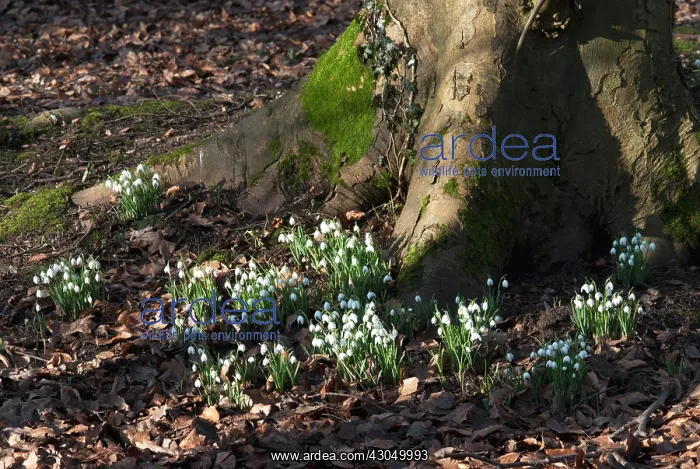 : Snowdrop, Galanthus nivalis : Snowdrop, Galanthus nivalis