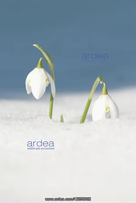  : Snowdrop, Galanthus nivalis