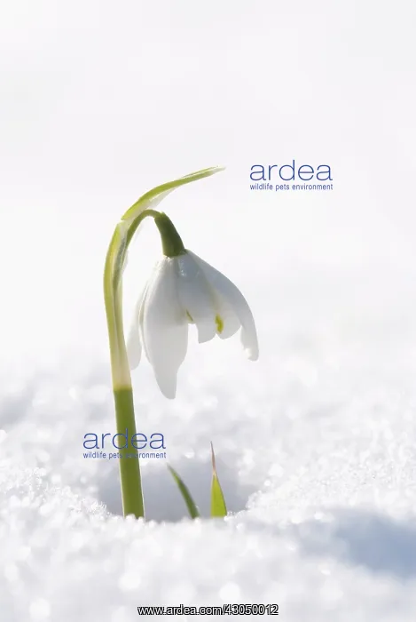 : Snowdrop, Galanthus nivalis : Snowdrop, Galanthus nivalis