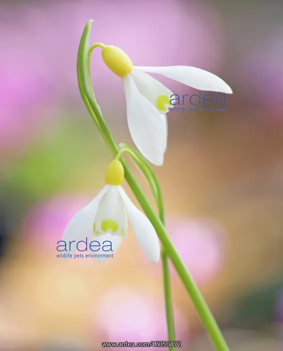 : Snowdrop, Galanthus Spindlestone Suprise : Snowdrop, Galanthus Spindlestone Suprise