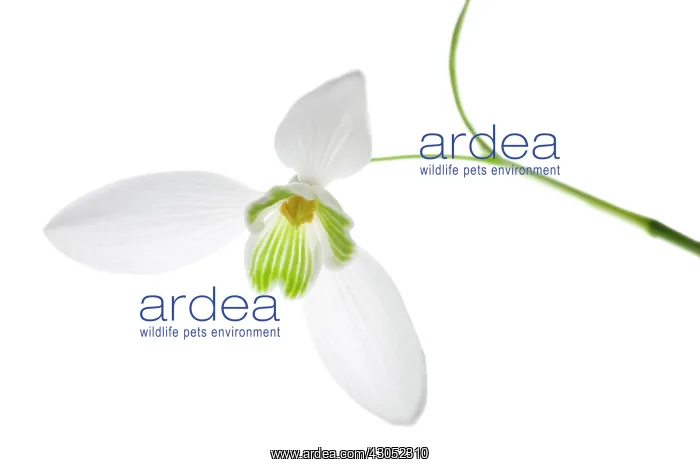 : Snowdrop, Galanthus : Snowdrop, Galanthus
