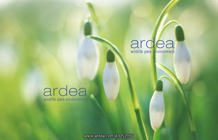 : Snowdrop, Galanthus nivalis : Snowdrop, Galanthus nivalis