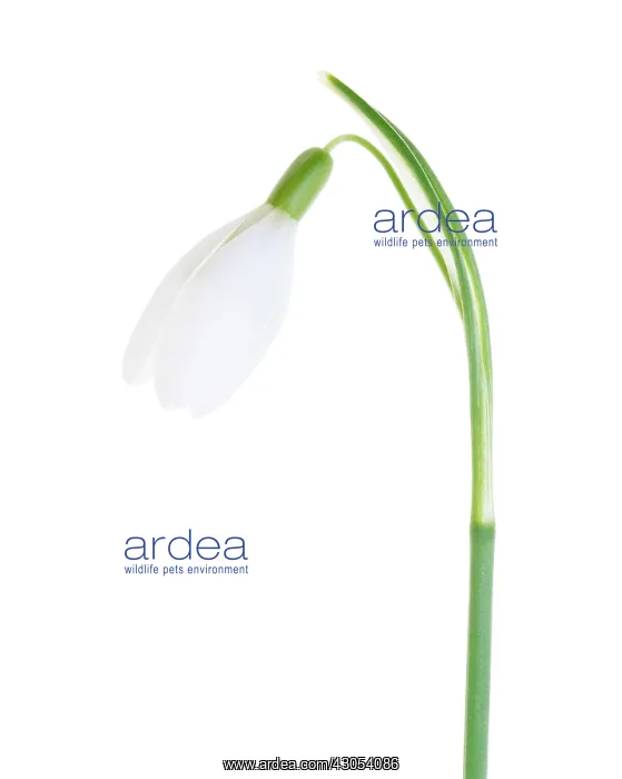 : Snowdrop, Galanthus nivalis : Snowdrop, Galanthus nivalis