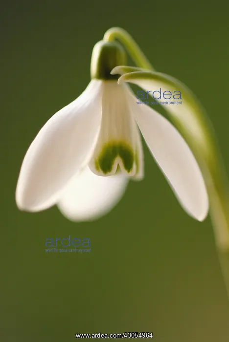 : Snowdrop, Galanthus : Snowdrop, Galanthus