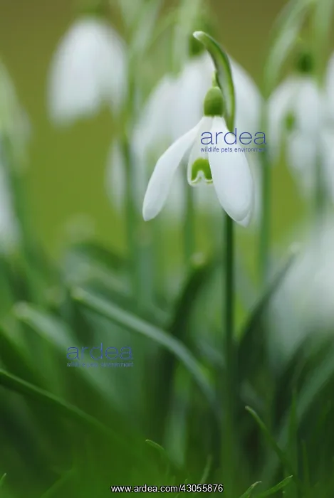 : Snowdrop, Galanthus nivalis : Snowdrop, Galanthus nivalis