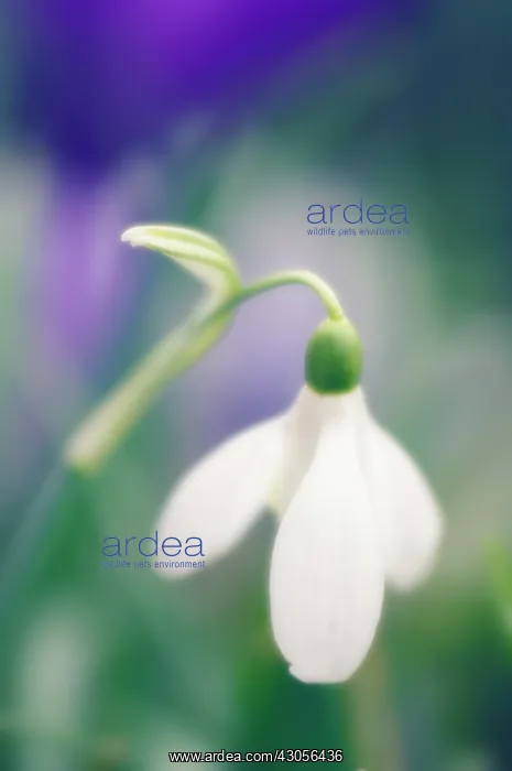 : Snowdrop, Galanthus : Snowdrop, Galanthus