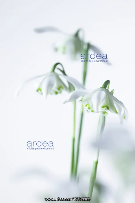 : Snowdrop, Galanthus : Snowdrop, Galanthus