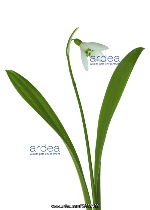 : Snowdrop, Galanthus woronowii : Snowdrop, Galanthus woronowii