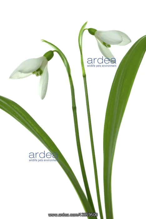 : Snowdrop, Galanthus woronowii : Snowdrop, Galanthus woronowii