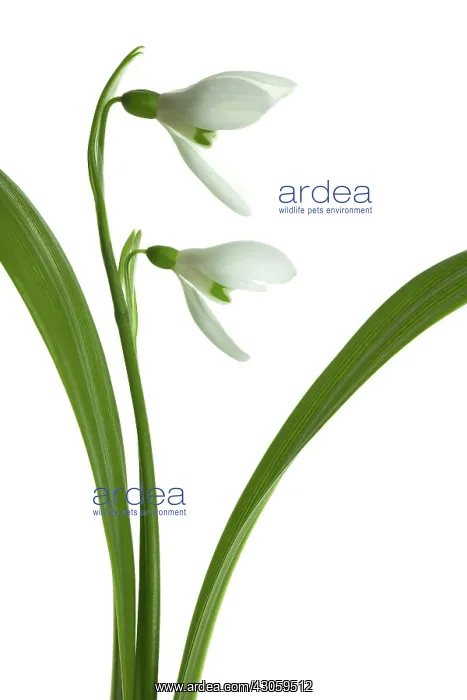 : Snowdrop, Galanthus woronowii : Snowdrop, Galanthus woronowii