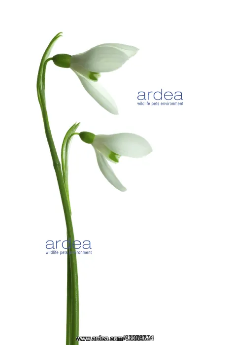 : Snowdrop, Galanthus woronowii : Snowdrop, Galanthus woronowii