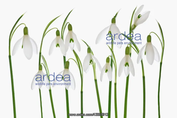 : Snowdrop, Galanthus nivalis : Snowdrop, Galanthus nivalis
