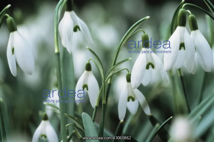 : Snowdrop, Galanthus nivalis : Snowdrop, Galanthus nivalis