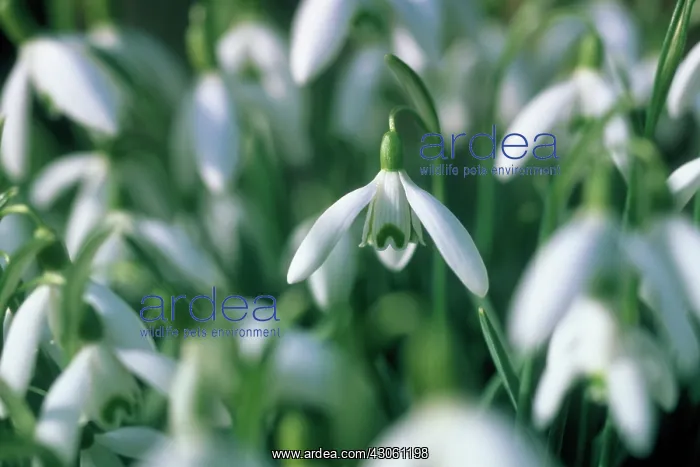 : Snowdrop, Galanthus nivalis : Snowdrop, Galanthus nivalis