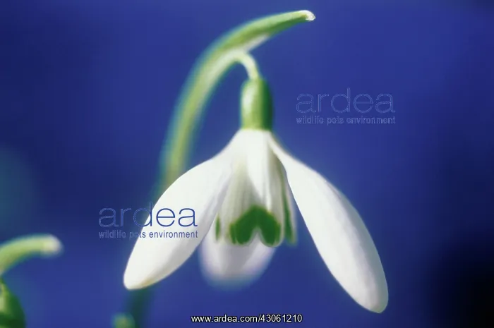 : Snowdrop, Galanthus nivalis : Snowdrop, Galanthus nivalis
